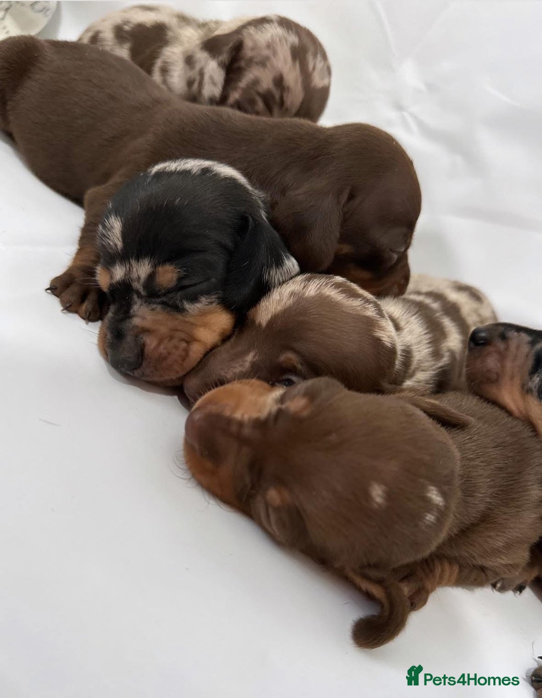 Dachshund dogs for sale: Dachshund Puppies  - Image 3