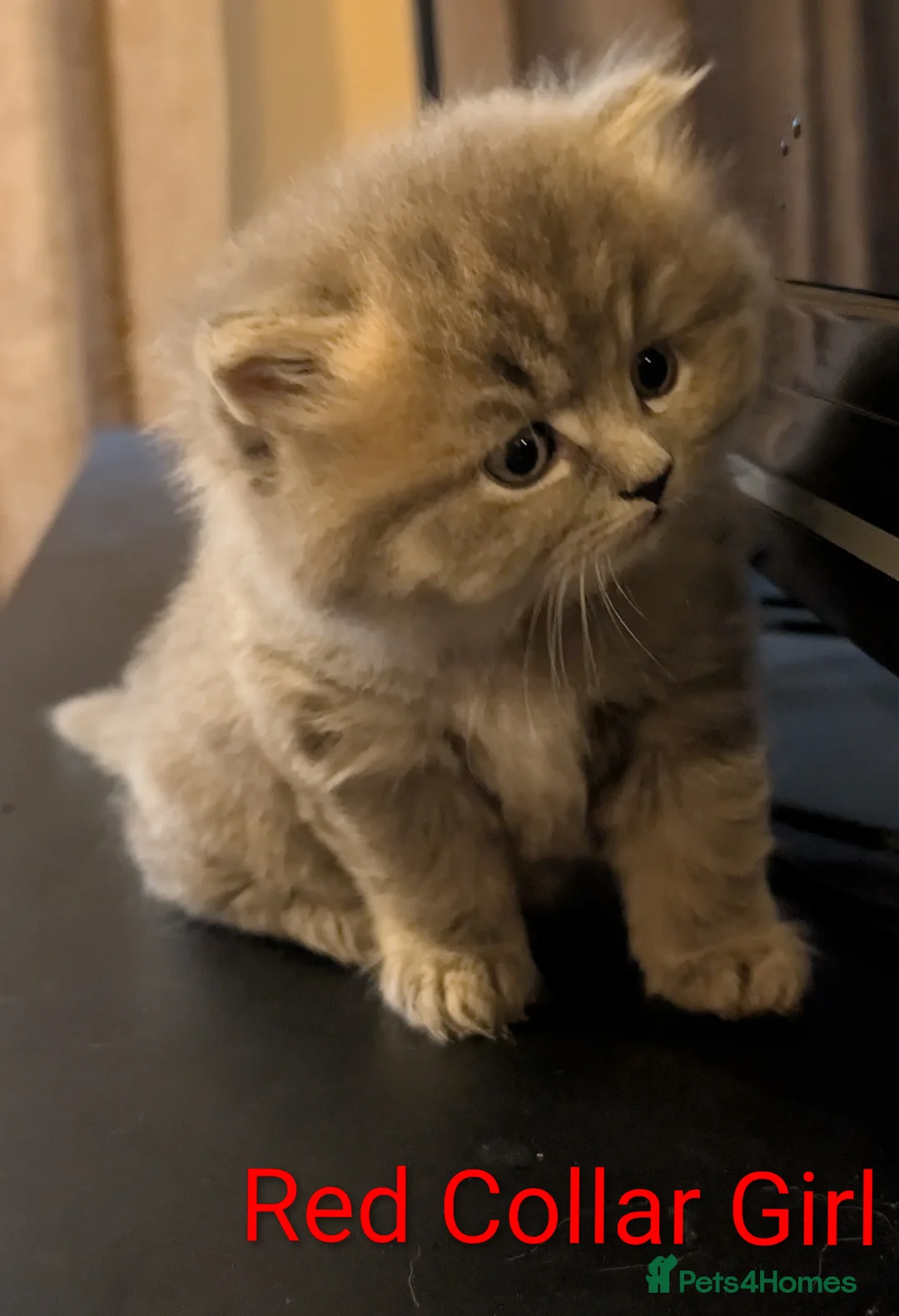 British Shorthair cats for sale: 🐾 Stunning Blue British Longhair & Shorthair  - Advert 16