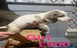 Cocker Spaniel dogs for sale: Stunning cocker spaniels puppies - Advert 5