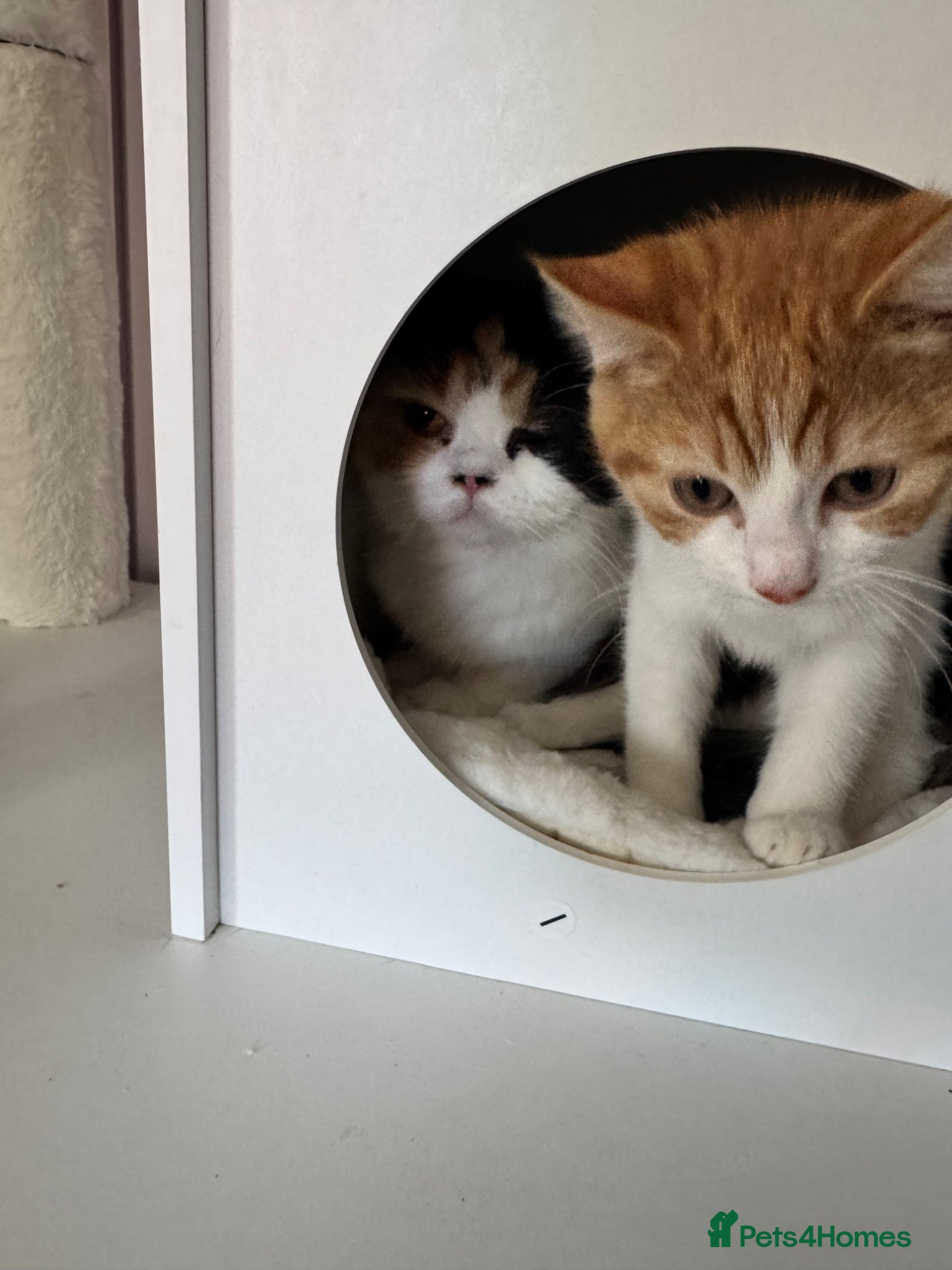 Mixed Breed cats Kitten  - Advert 1
