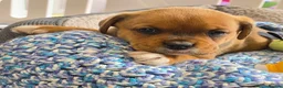 Boxer dogs for sale: BoxerX - Advert 4