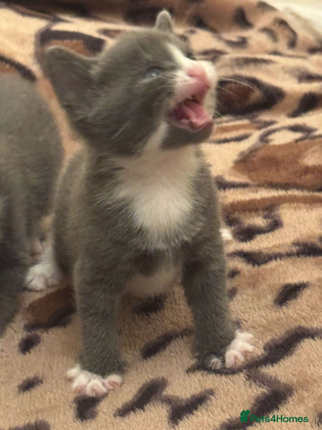 Mixed Breed cats for sale: 5 beautiful kittens for sale - Advert 2