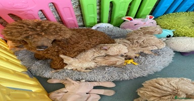 Maltipoo dogs - Advert 9