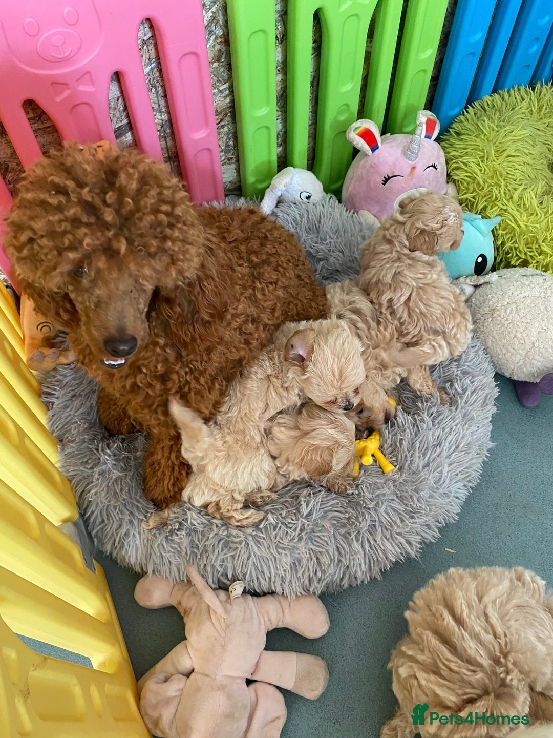 Maltipoo dogs for sale: Beautiful Apricot Maltipoo puppies. - Image 9