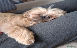 Shih Tzu dogs for sale: Imperial Shi tzu full pedigree puppy  - Image 6