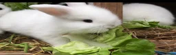 Mixed Breed rabbits for sale: Gorgeous white baby bunnies in London - Advert 5