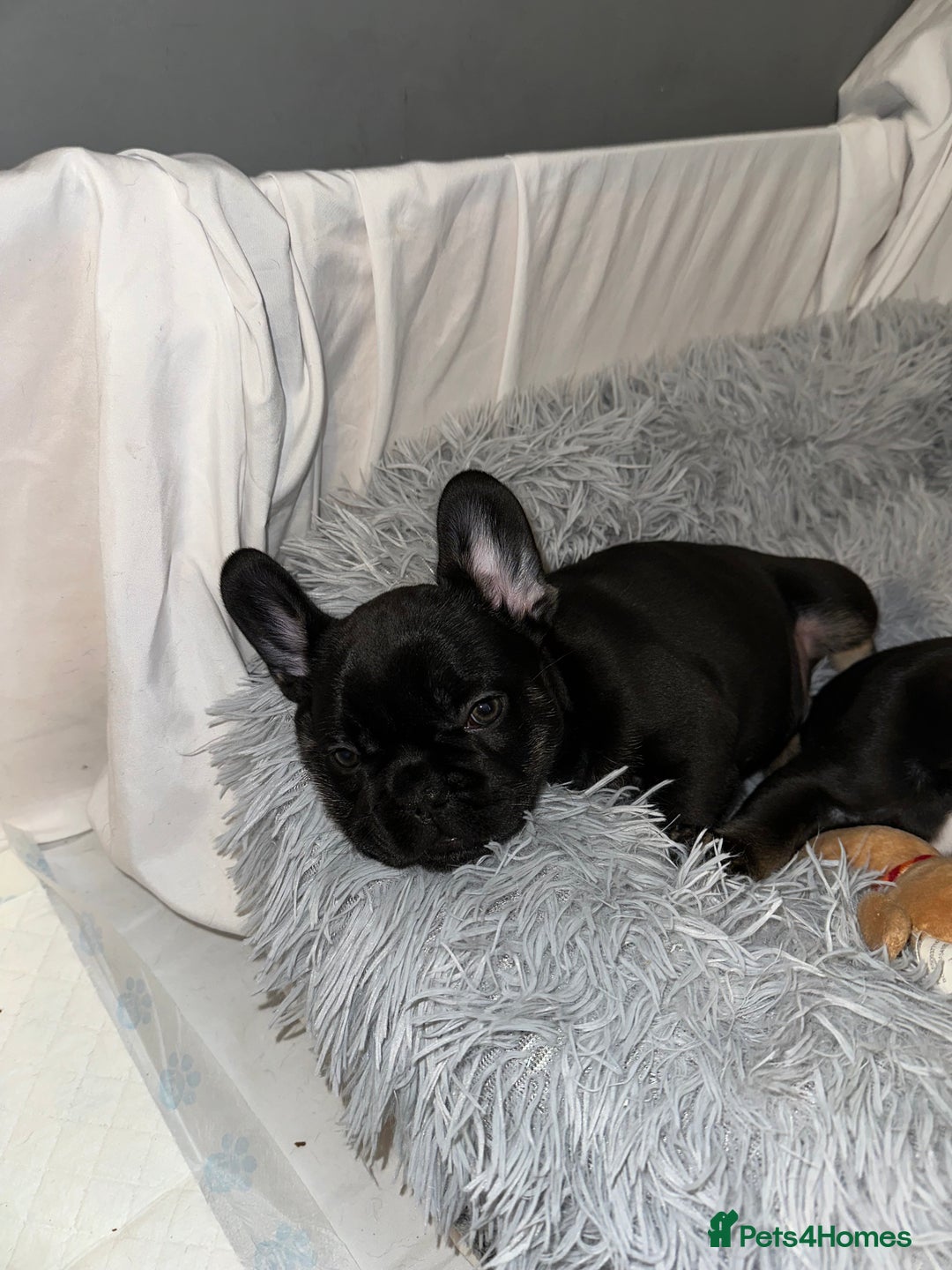 French Bulldog dogs for sale: french bulldog puppys (1 stunning boy left) - Advert 18