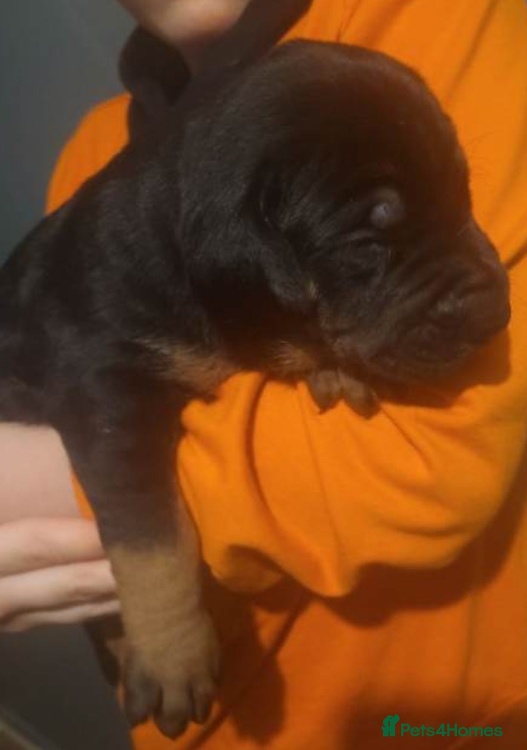 Mixed Breed dogs for sale: 2 rottie mastiff girls left x - Advert 2