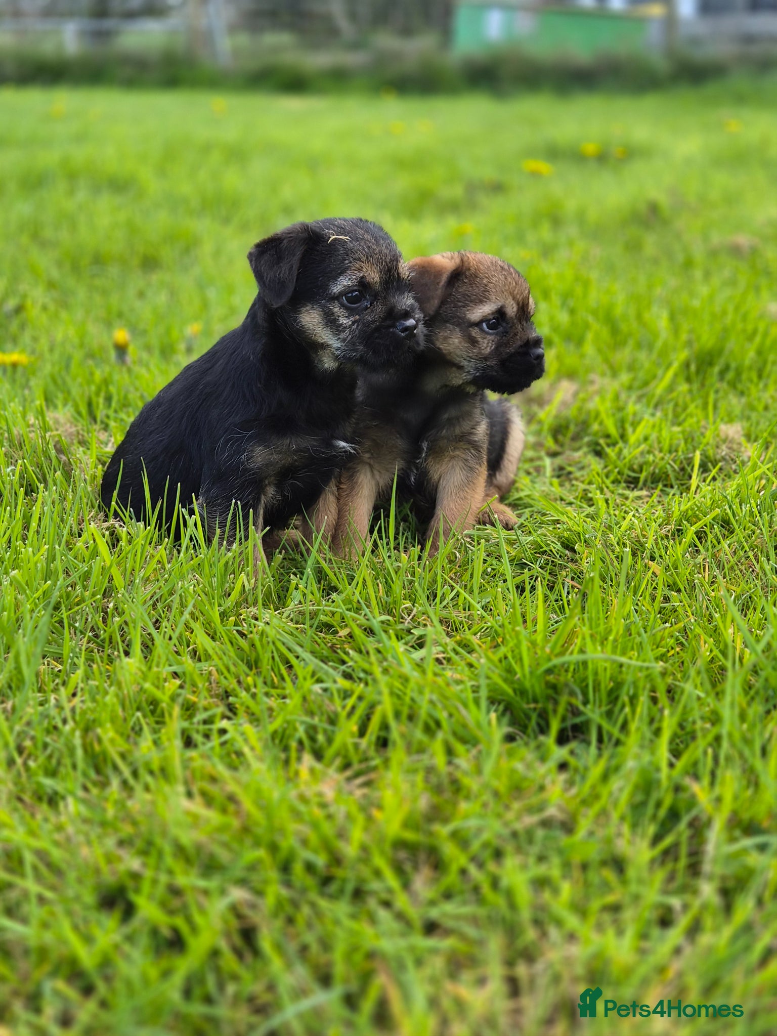 Border Terrier dogs Excellent border terrier dog pup - Advert 2