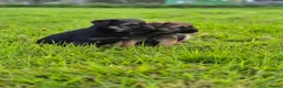 Border Terrier dogs for sale: Excellent border terrier dog pup - Advert 2