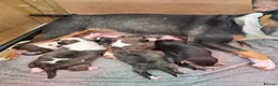 English Bull Terrier dogs for sale: Stunning English bull terrier puppies  - Advert 15