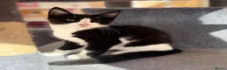 Maine Coon cats for sale: TORTOISESHELL MAINE COON X KITTENS - Advert 14