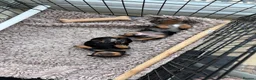 Miniature Dachshund dogs for sale: 2 x Miniature dachshund girls !  in Lincoln - Advert 16