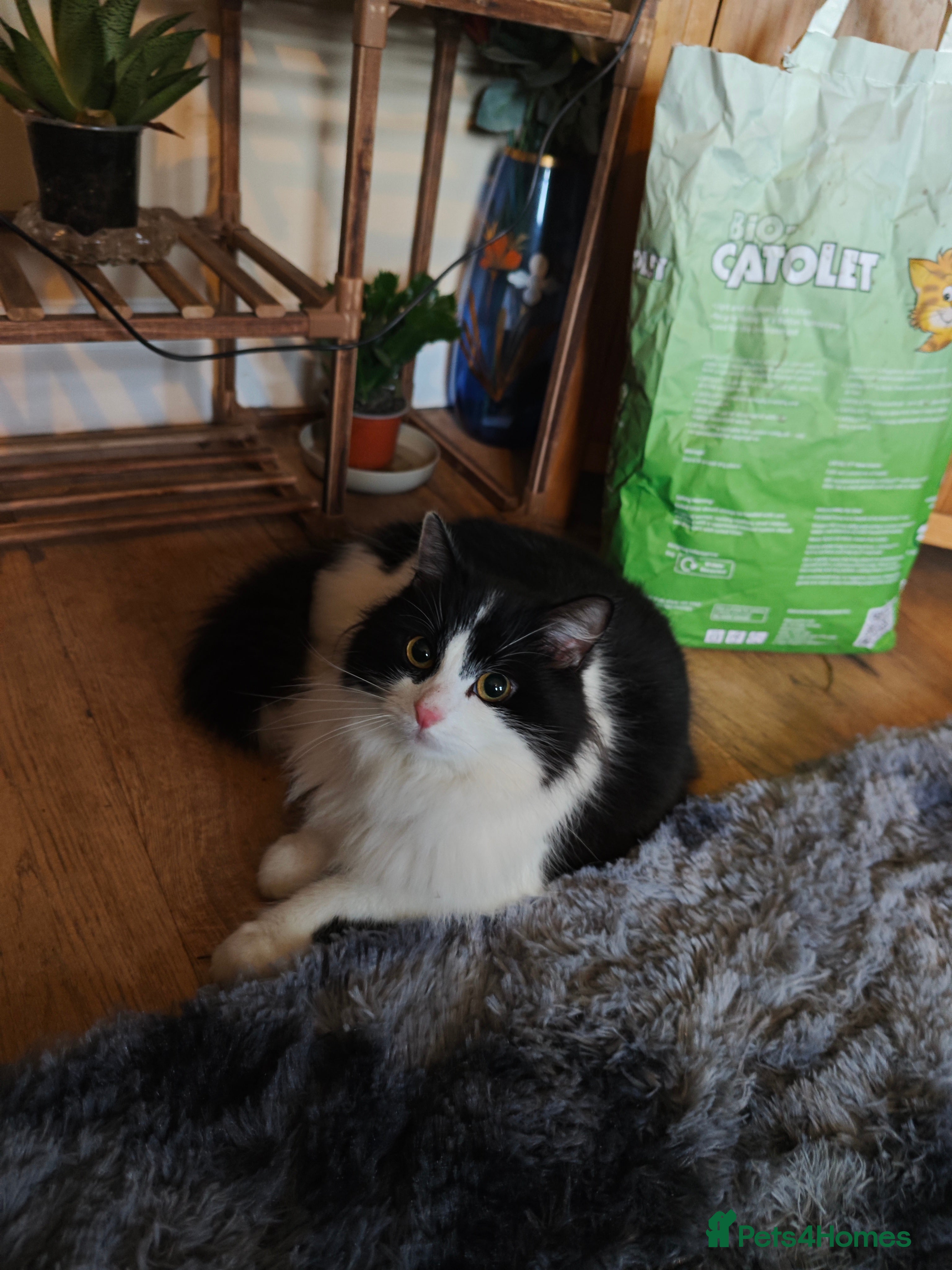 Domestic Shorthair cats female cat   - Advert 19