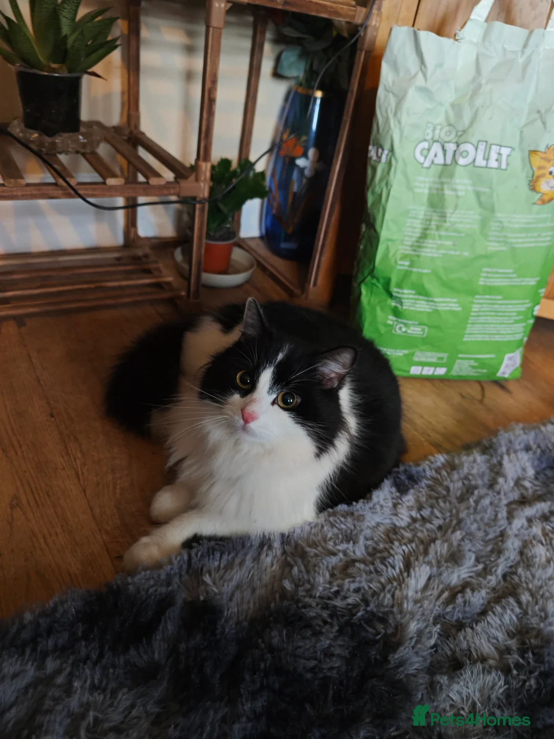 Domestic Shorthair cats for sale: female cat   - Advert 2