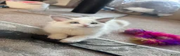 Ragdoll cats for sale: Ready now TICA Ragdoll Blue Bicolour girl - Advert 6