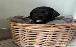 Sprocker dogs for sale: Sprockers  - Image 2
