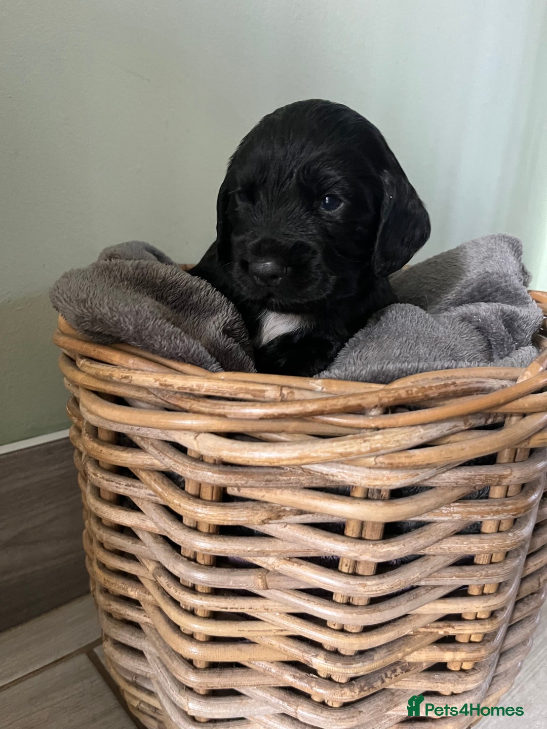 Sprocker dogs for sale: Sprockers  - Image 2