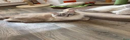 Ragdoll cats for sale: 🐾 Adorable Ragdoll  Kittens for Sale! 🐾  - Advert 15