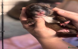 Staffordshire Bull Terrier dogs for sale: KC Staffordshire Bull Terrier - Image 4