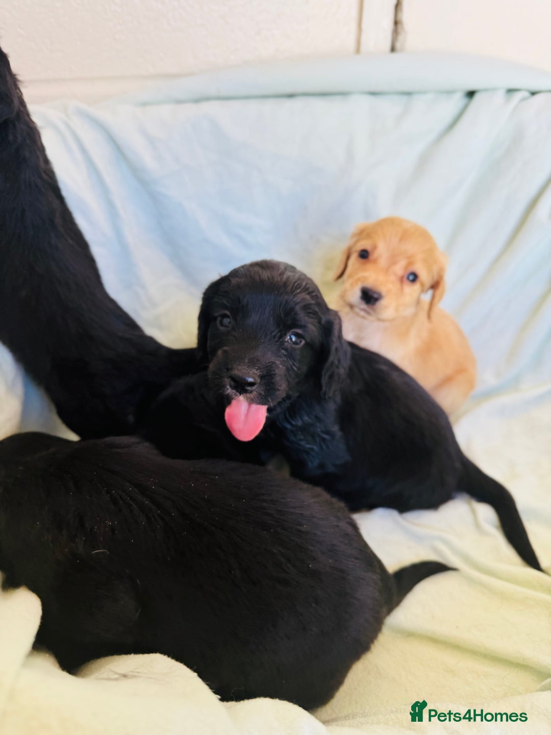 Cocker Spaniel dogs for sale: Beautiful cocker spaniels puppies for sale - Image 32