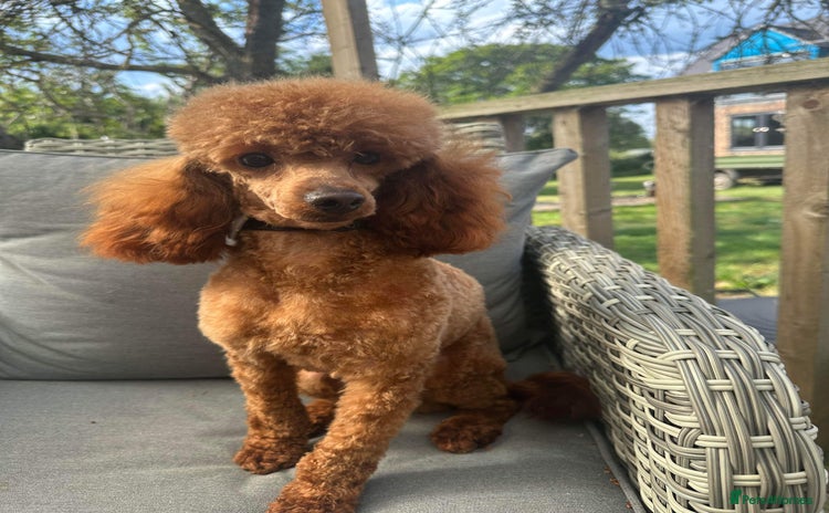 Toy Poodle dogs - Advert 10
