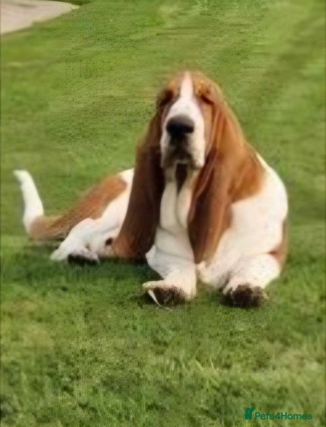 Basset Hound dogs for sale: KC BASSET HOUND PUPPIES, HEALTH TESTED PARENTS  - Image 8