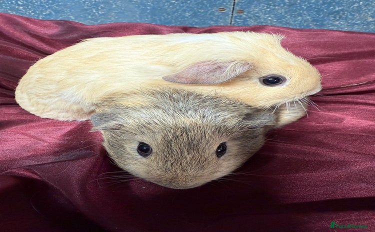 Guinea Pig rodents - Advert 6