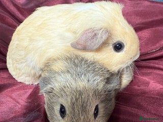 Guinea Pig rodents - Advert 5