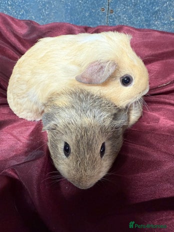 Guinea Pig rodents - Advert 12