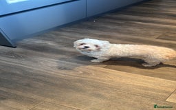 Zuchon dogs for sale: Lovely little Bichon x Shih Tzu aged 4  - Image 4