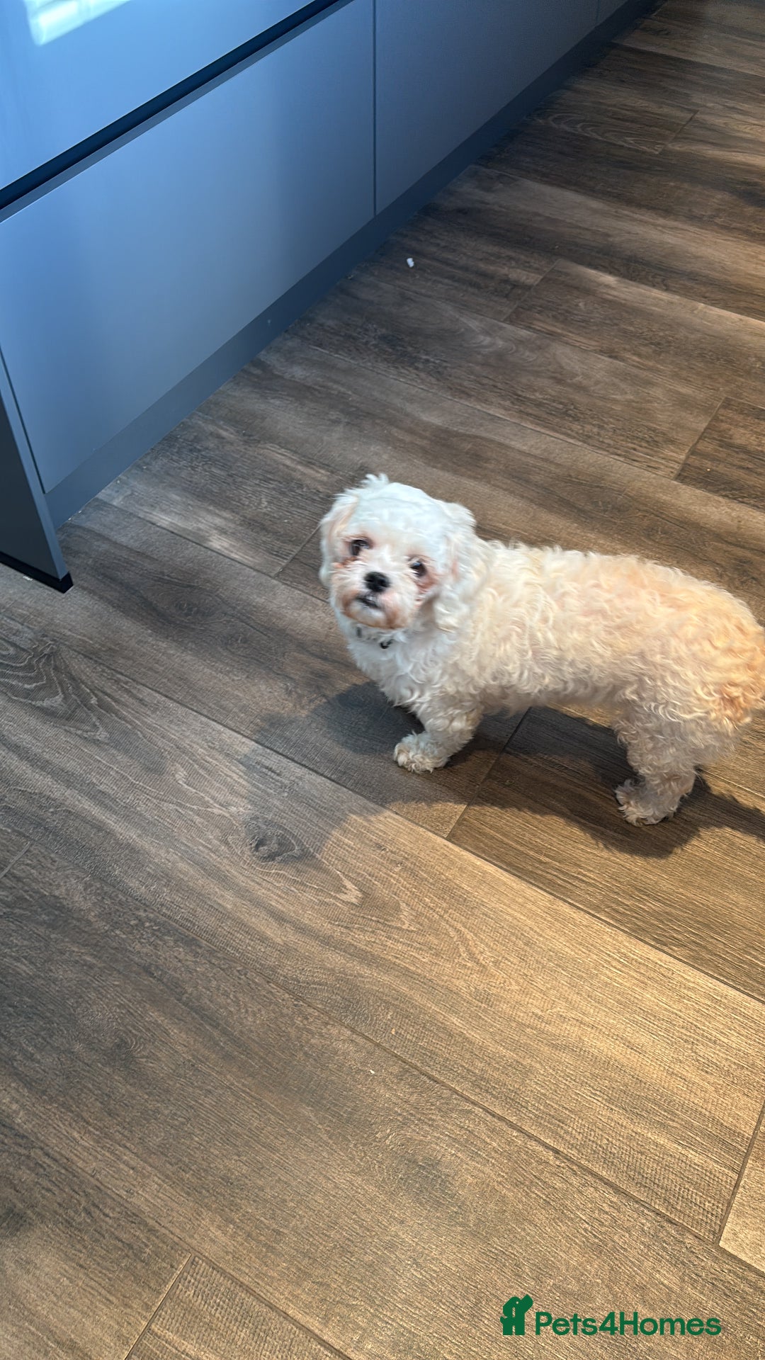 Zuchon dogs for sale: Lovely little Bichon x Shih Tzu aged 4  - Image 4