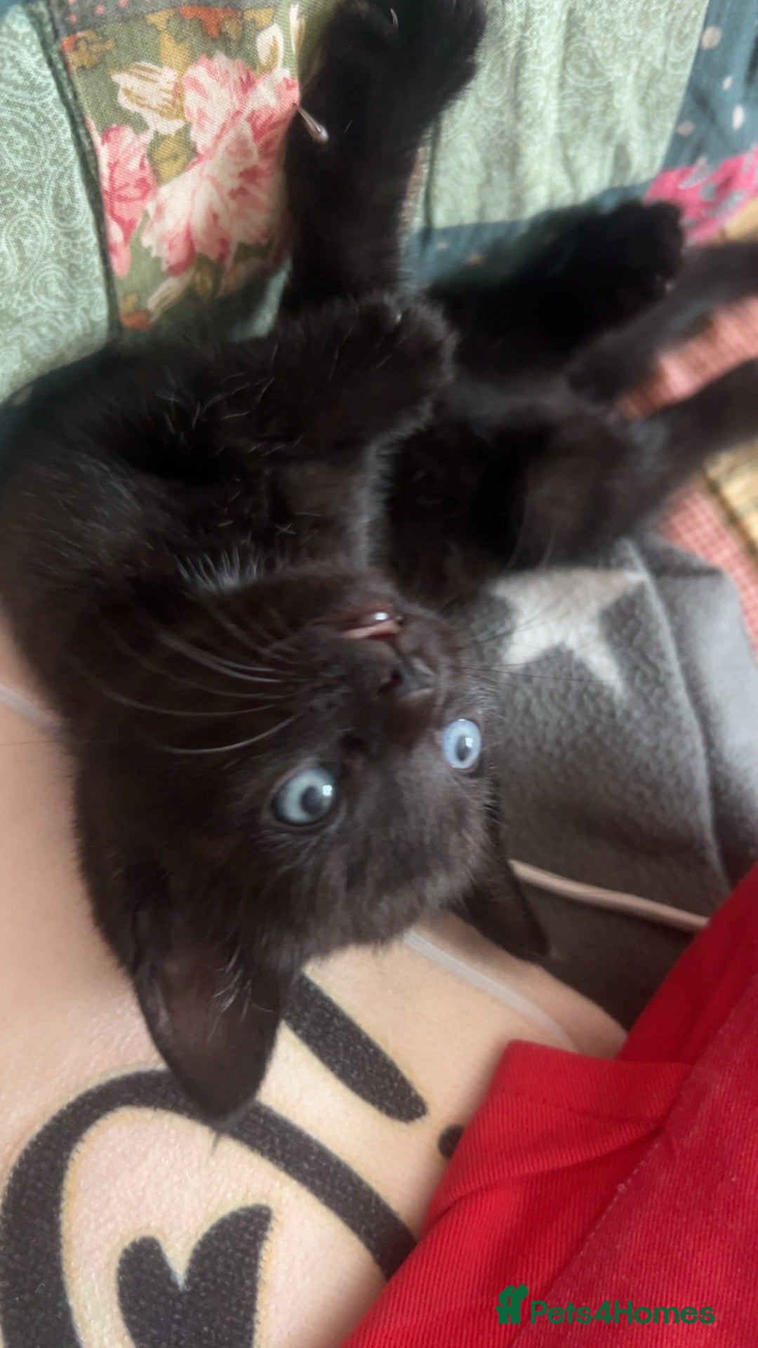 Mixed Breed cats for sale: 3 kittens for sale  - Image 6