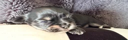Mixed Breed dogs for sale: Malchi puppies - Advert 23