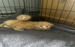 Mixed Breed cats for sale: Two Gorgeous Maine Coon cross Kittens. - Image 10