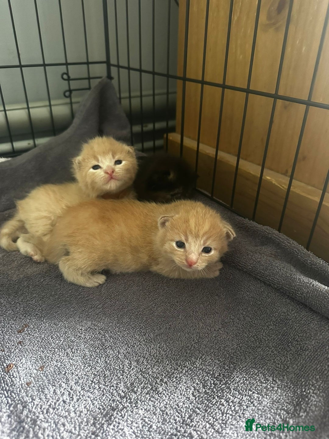 Mixed Breed cats for sale: Two Gorgeous Maine Coon cross Kittens. - Image 10