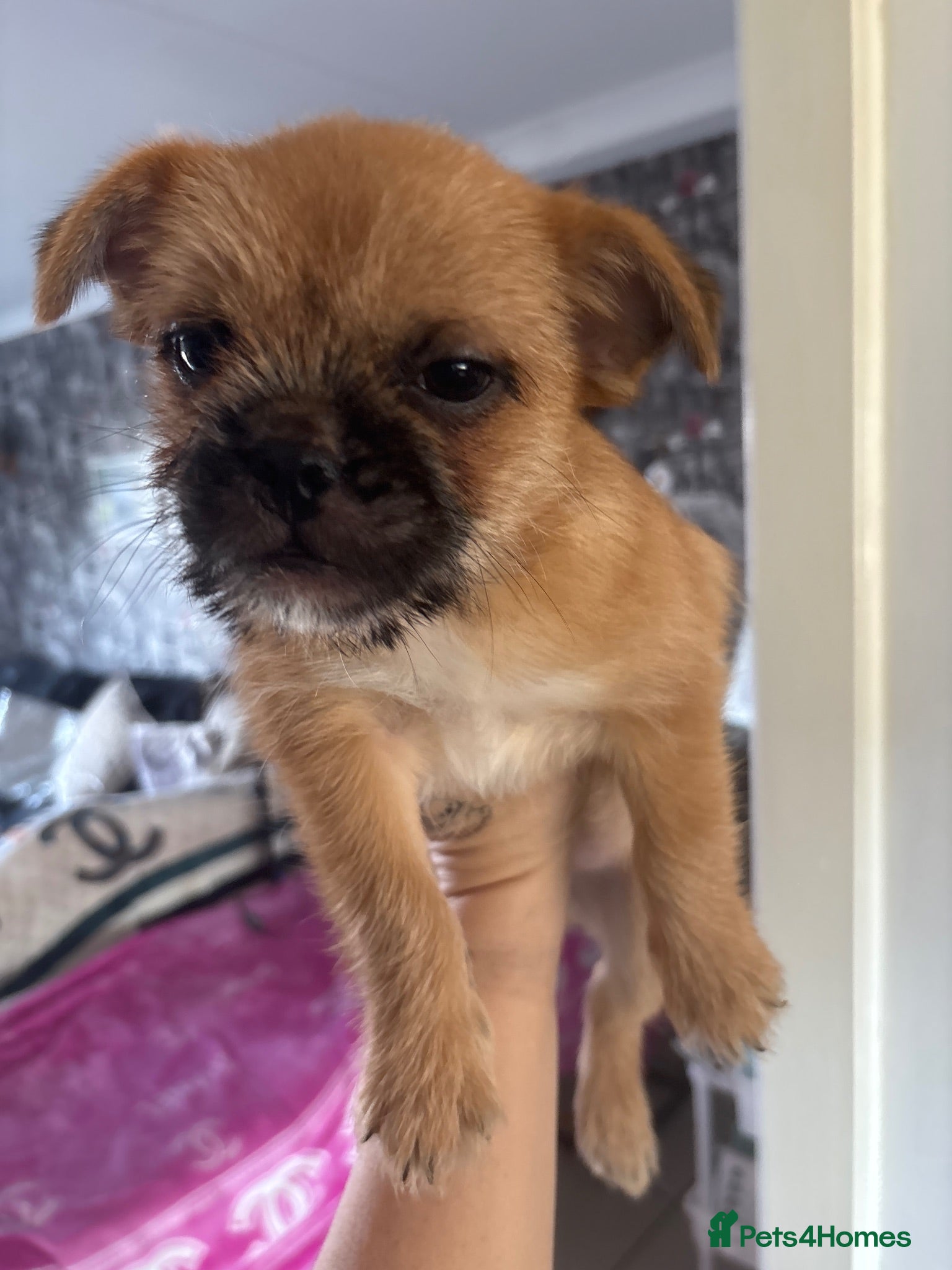 Mixed Breed dogs Only 2 males left,adorable rare small mixed breeds - Advert 2