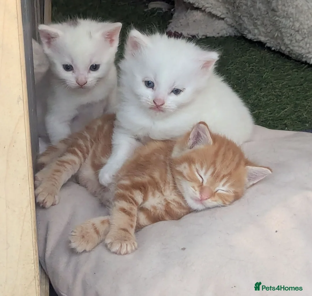 Mixed Breed cats for sale: Premium kittens - Advert 1