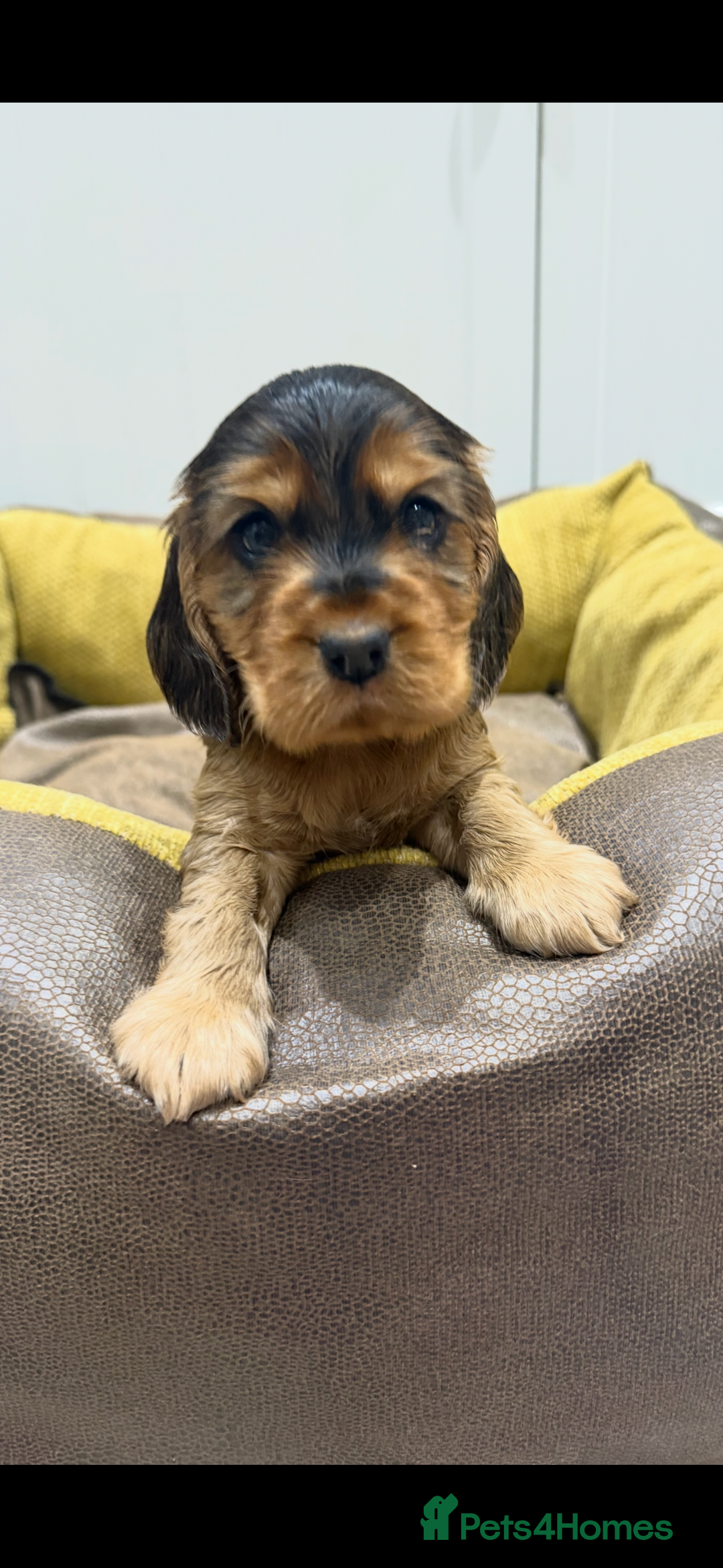 Cocker Spaniel dogs for sale: 🐶 Beautiful Show-Type Cocker Spaniel Puppies 🐶 - Advert 5