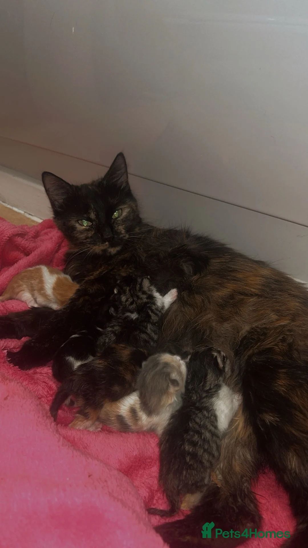 Mixed Breed cats for sale: Fluffy Long-Haired Kittens Seeking Loving Homes - Advert 15