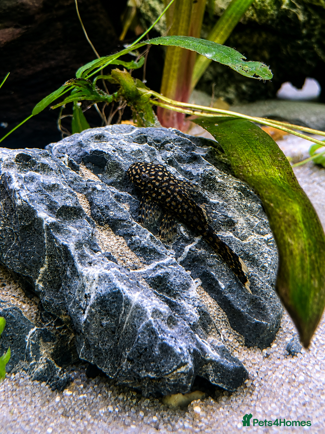 Plecos fish Bristlenose Pleco Juveniles (Approx 2.5cm)  - Advert 5