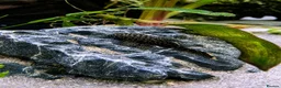 Plecos fish for sale: Bristlenose Pleco Juveniles (Approx 2.5cm)  in Havant - Advert 1