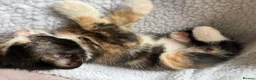 British Shorthair cats for sale: 3 gorgeous kittens  - Advert 6