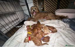 Cavapoochon dogs for sale: Cavapoochon Puppies –Ready Mid-October - Image 12