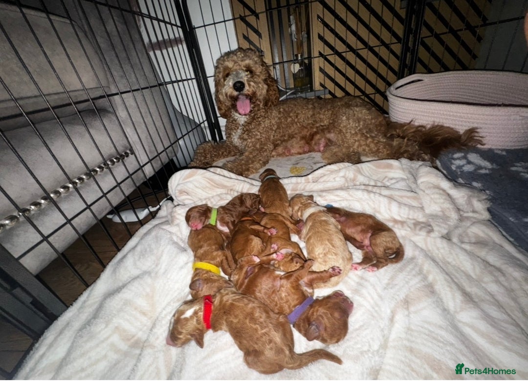 Cavapoochon dogs for sale: Cavapoochon Puppies –Ready Mid-October - Image 12