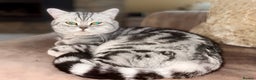 British Shorthair cats for sale: GSSF active BSH silver tabby Stud - Advert 2