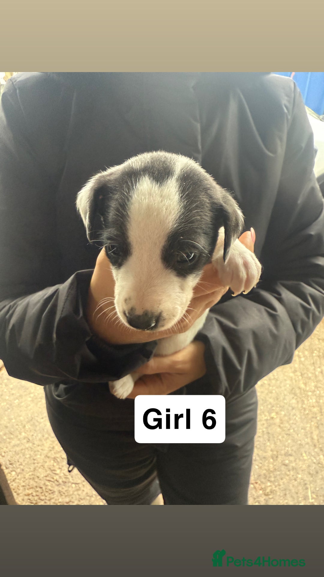 Whippet dogs for sale: Bedlington whippet puppies  - Advert 17