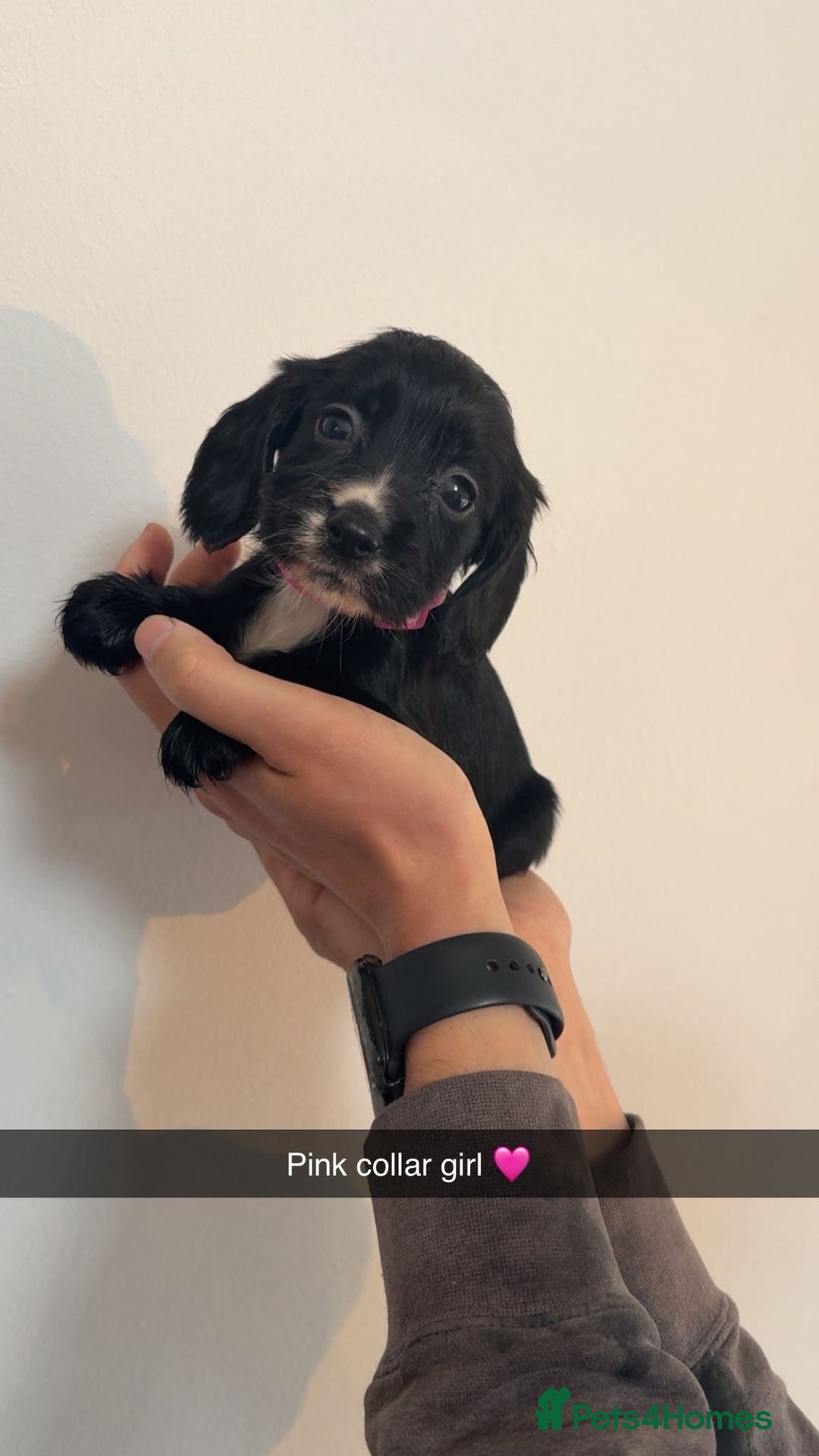 Cocker Spaniel dogs for sale: Cocker spaniel puppies  - Image 15