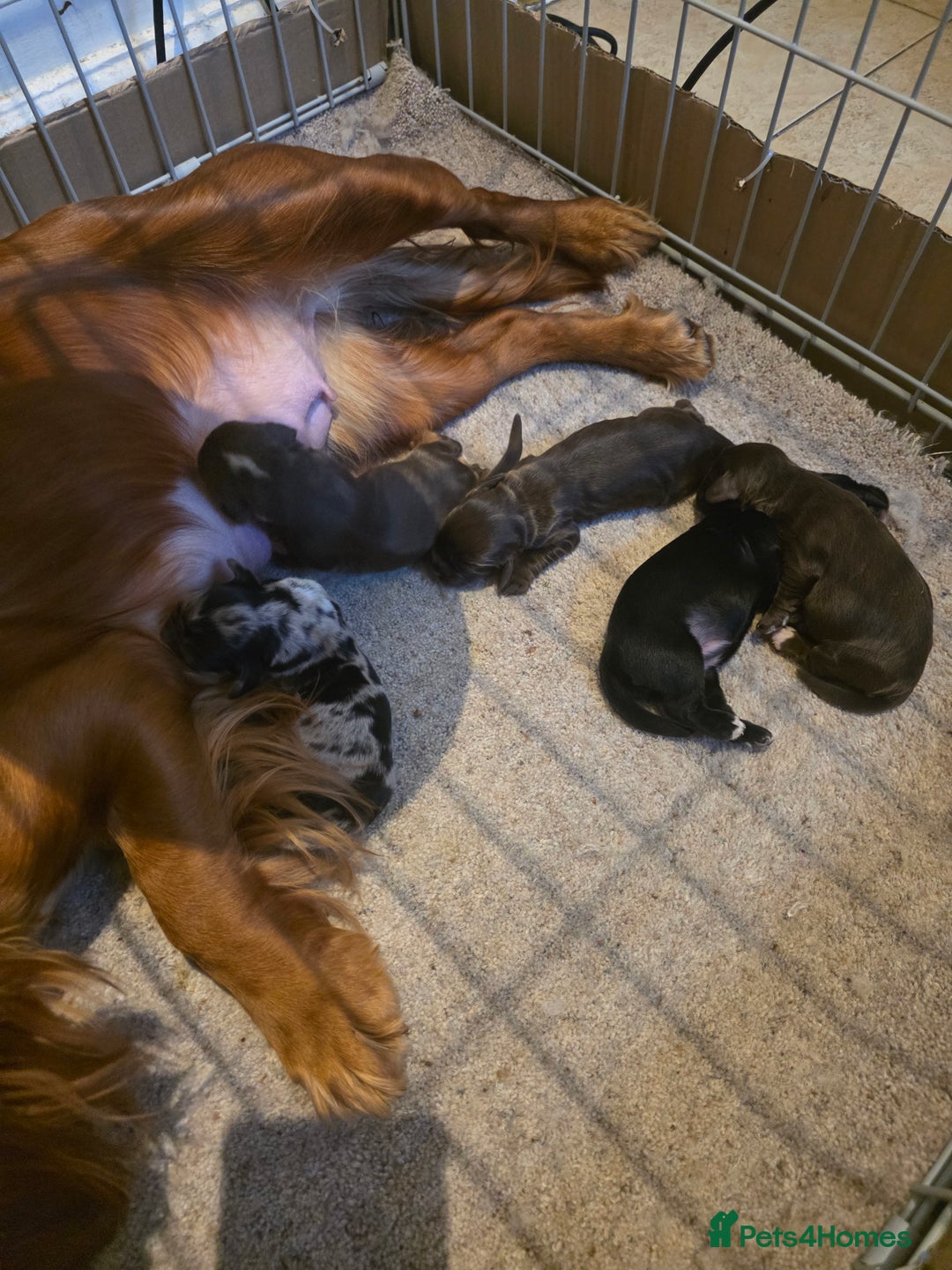 Cocker Spaniel dogs for sale: Kc registered litter - Advert 2