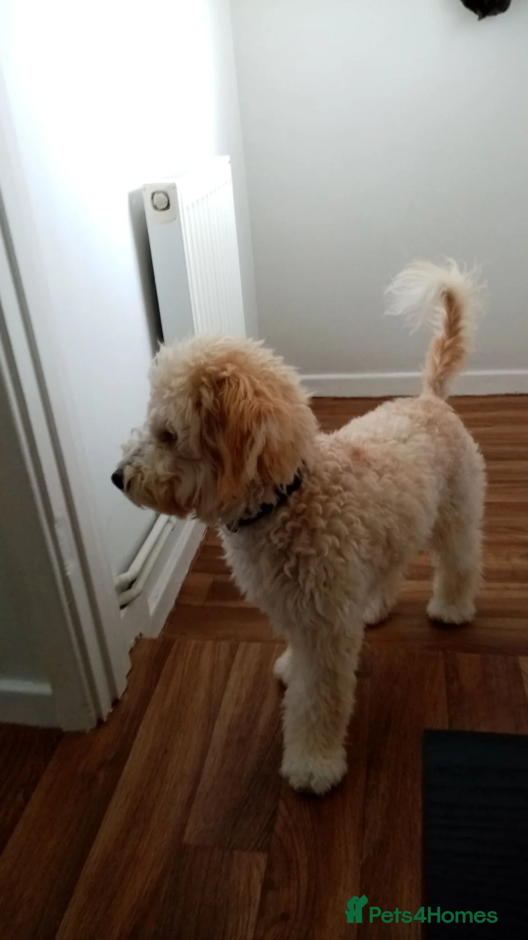 Cavapoochon dogs for sale: 6month cavapoochon male in Llanelli - Advert 1
